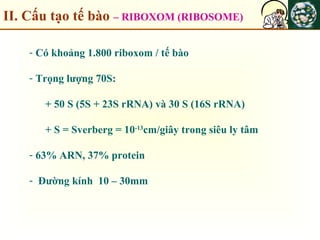 II. Cấu tạo tế bào – RIBOXOM (RIBOSOME)
- Có khoảng 1.800 riboxom / tế bào
- Trọng lượng 70S:
+ 50 S (5S + 23S rRNA) và 30 S (16S rRNA)
+ S = Sverberg = 10-13
cm/giây trong siêu ly tâm
- 63% ARN, 37% protein
- Đường kính 10 – 30mm
 