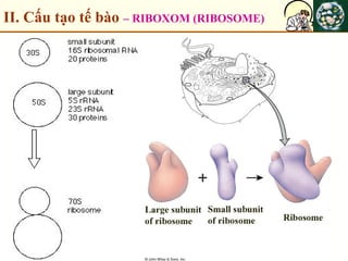 II. Cấu tạo tế bào – RIBOXOM (RIBOSOME)
 