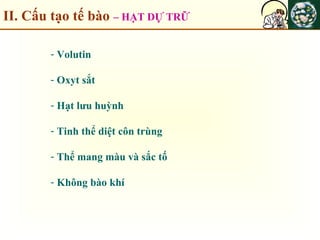 II. Cấu tạo tế bào – HẠT DỰ TRỮ
- Volutin
- Oxyt sắt
- Hạt lưu huỳnh
- Tinh thể diệt côn trùng
- Thể mang màu và sắc tố
- Không bào khí
 