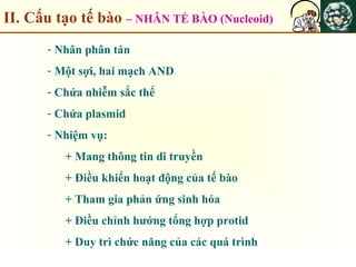 II. Cấu tạo tế bào – NHÂN TẾ BÀO (Nucleoid)
- Nhân phân tán
- Một sợi, hai mạch AND
- Chứa nhiễm sắc thể
- Chứa plasmid
- Nhiệm vụ:
+ Mang thông tin di truyền
+ Điều khiển hoạt động của tế bào
+ Tham gia phản ứng sinh hóa
+ Điều chỉnh hướng tổng hợp protid
+ Duy trì chức năng của các quá trình
 