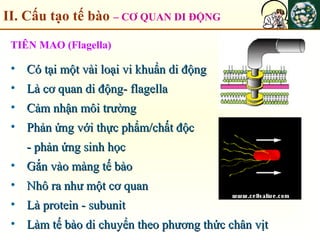 II. Cấu tạo tế bào – CƠ QUAN DI ĐỘNG
• Có tại một vài loại vi khuẩn di độngCó tại một vài loại vi khuẩn di động
• Là cơ quan di động- flagellaLà cơ quan di động- flagella
• Cảm nhận môi trườngCảm nhận môi trường
• Phản ứng với thực phẩm/chất độcPhản ứng với thực phẩm/chất độc
- phản ứng sinh học- phản ứng sinh học
• Gắn vào màng tế bàoGắn vào màng tế bào
• Nhô ra như một cơ quanNhô ra như một cơ quan
• Là protein - subunitLà protein - subunit
• Làm tế bào di chuyển theo phương thức chân vịtLàm tế bào di chuyển theo phương thức chân vịt
TIÊN MAO (Flagella)
 
