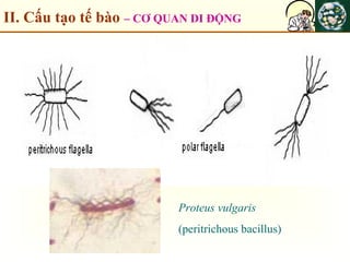 II. Cấu tạo tế bào – CƠ QUAN DI ĐỘNG
Proteus vulgaris
(peritrichous bacillus)
 