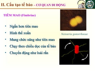 II. Cấu tạo tế bào – CƠ QUAN DI ĐỘNG
• Ngắn hơn tiên maoNgắn hơn tiên mao
• Hình thể xoắnHình thể xoắn
• Mang chức năng như tiên maoMang chức năng như tiên mao
• Chạy theo chiều dọc của tế bàoChạy theo chiều dọc của tế bào
• Chuyển động như loài rắnChuyển động như loài rắn
TIÊM MAO (Fimbriae)
Neisseria gonorrhoeae
 