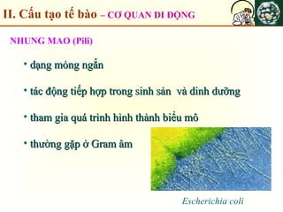 II. Cấu tạo tế bào – CƠ QUAN DI ĐỘNG
NHUNG MAO (Pili)
• dạng mỏng ngắndạng mỏng ngắn
• tác động tiếp hợp trong sinh sản và dinh dưỡngtác động tiếp hợp trong sinh sản và dinh dưỡng
• tham gia quá trình hình thành biểu môtham gia quá trình hình thành biểu mô
• thường gặp ở Gram âmthường gặp ở Gram âm
Escherichia coli
 
