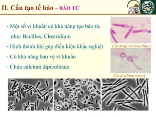 II. Cấu tạo tế bào – BÀO TỬ
- Một số vi khuẩn có khả năng tạo bào tử,
như: Bacillus, Clostridium
- Hình thành khi gặp điều kiện khắc nghiệt
- Có khả năng bảo vệ vi khuẩn
- Chứa calcium dipicolinate
Clostridium tetani
Clostridium botulinum
 