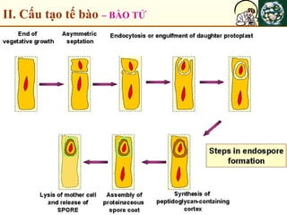 II. Cấu tạo tế bào – BÀO TỬ
 