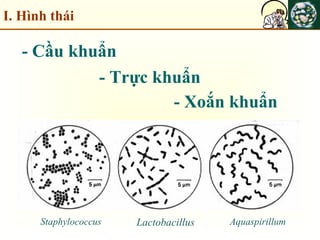 I. Hình thái
- Cầu khuẩn
- Trực khuẩn
- Xoắn khuẩn
Staphylococcus Lactobacillus Aquaspirillum
 