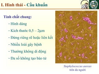 I. Hình thái - Cầu khuẩn
Tính chất chung:
- Hình dáng
- Kích thước 0,5 – 2µm
- Đứng riêng rẽ hoặc liên kết
- Nhiều loài gây bệnh
- Thường không di động
- Đa số không tạo bào tử
Staphylococcus aureas
trên da người
 