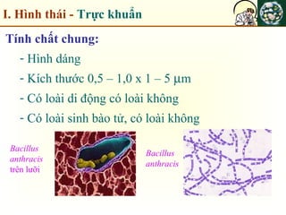I. Hình thái - Trực khuẩn
Tính chất chung:
- Hình dáng
- Kích thước 0,5 – 1,0 x 1 – 5 µm
- Có loài di động có loài không
- Có loài sinh bào tử, có loài không
Bacillus
anthracis
Bacillus
anthracis
trên lưỡi
 