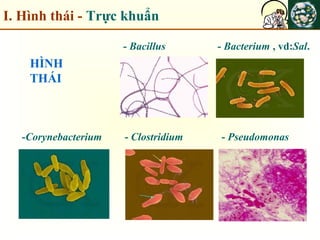 I. Hình thái - Trực khuẩn
- Bacterium , vd:Sal.- Bacillus
- Clostridium-Corynebacterium - Pseudomonas
HÌNH
THÁI
 