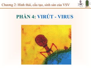 PHẦN 4: VIRÚT - VIRUS
Chương 2: Hình thái, cấu tạo, sinh sản của VSV
 