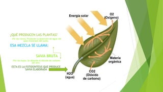 ¿QUÉ PRODUCEN LAS PLANTAS?
· Por las raíces: Producen la absorción de agua con
sales minerales del suelo.
ESA MEZCLA SE LLAMA:
SAVIA BRUTA
· Por las hojas: Se absorbe el dióxido de carbono
del aire.
ESTA ES LA FOTOSÍNTESIS QUE PRODUCE
SAVIA ELABORADA
 