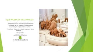 ¿Qué PRODUCEN LOS ANIMALES?
· Sustancias inútiles y perjudiciales (desechos).
· Al recoger de sus aparatos circulatorios las
sustancias y lo expulsan de su cuerpo.
Y mediante el aparato excretor expulsan: otros
desechos.
Por ejemplo:
AL RESPIRAR EXPULSAN:
El dióxido de carbono
 