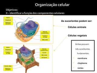 Ambas possuem
três constituintes
fundamentais:
 membrana
 citoplasma
 núcleo.
As eucariontes podem ser:
Células animais
Células vegetais
 