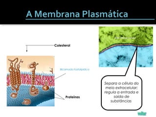 Bicamada fosfolipídica
Proteínas
Colesterol
Separa a célula do
meio extracelular;
regula a entrada e
saída de
substâncias
 