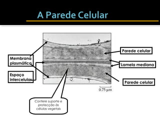 Parede celular
Lamela mediana
Espaço
intercelular
Membrana
plasmática
Parede celular
Confere suporte e
protecção às
células vegetais
 