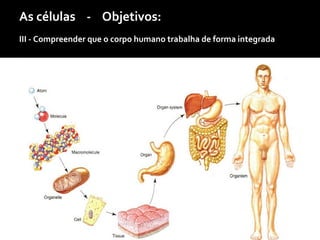 As células - Objetivos:
III - Compreender que o corpo humano trabalha de forma integrada
 