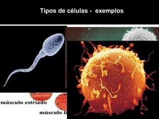 As células -
Objetivos:
III - Compreender que o corpo
humano trabalha de forma integrada
Tipos de células - exemplos
 