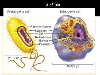 Toda célula é composta de substâncias semelhantes, mas
o que pode diferenciá-las é presença ou a ausência de
algumas estruturas.
 