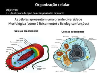 As células apresentam uma grande diversidade
Morfológica (como é fisicamente) e fisiológica (funções)
Células procariontes
São mais simples, sem núcleo e
sem a maioria das estruturas
celulares conhecidas, estão
representadas pelas bactérias e
cianobactérias.
Células eucariontes
São células com uma estrutura
mais complexa, apresentando
núcleo e organelas celulares,
estão representadas nos
restantes grupos de seres vivos
 