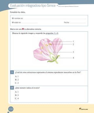 Evaluación integradora tipo Simce

MR

Simce es marca registrada del Ministerio de Educación.

Completa tus datos.

Mi nombre es:
Mi edad es:
Marca con una

	

Fecha:

la alternativa correcta.

Observa la siguiente imagen y responde las preguntas 1 y 2.

1
2

3
4

1	 ¿Cuál de estas estructuras representa el sistema reproductor masculino en la flor?
A.	1
B.	2
C.	3

2	 ¿Qué número indica el ovario?
A.	1
B.	3
C.	4

114

 