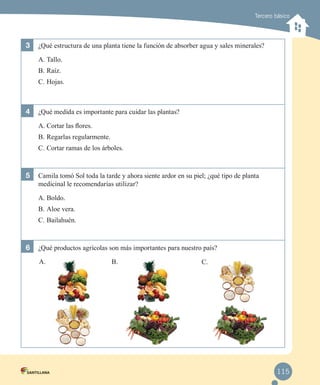 Tercero básico

3	 ¿Qué estructura de una planta tiene la función de absorber agua y sales minerales?
A.	Tallo.
B.	Raíz.
C.	Hojas.

4	 ¿Qué medida es importante para cuidar las plantas?
A.	Cortar las flores.
B.	Regarlas regularmente.
C.	Cortar ramas de los árboles.

5	 Camila tomó Sol toda la tarde y ahora siente ardor en su piel; ¿qué tipo de planta
medicinal le recomendarías utilizar?
A.	Boldo.
B.	Aloe vera.
C.	Bailahuén.

6	 ¿Qué productos agrícolas son más importantes para nuestro país?
A.

B.

C.

115

 