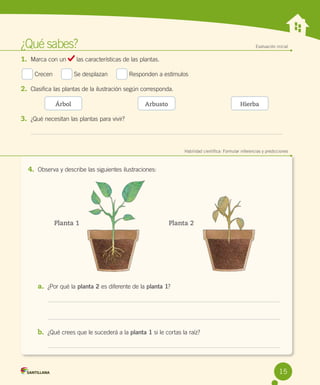 ¿Qué sabes?	
1.	 Marca con un
Crecen     

Evaluación inicial

las características de las plantas.
Se desplazan     

Responden a estímulos

2.	 Clasifica las plantas de la ilustración según corresponda.
Árbol

Arbusto

Hierba

3.	 ¿Qué necesitan las plantas para vivir?

	

Habilidad científica: Formular inferencias y predicciones

4.	 Observa y describe las siguientes ilustraciones:

Planta 1

Planta 2

a.	 ¿Por qué la planta 2 es diferente de la planta 1?

b.	 ¿Qué crees que le sucederá a la planta 1 si le cortas la raíz?

15

 
