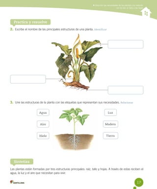 Describir las necesidades de las plantas y su relación
con la raíz, el tallo y las hojas

Practica y resuelve
2.	 Escribe el nombre de las principales estructuras de una planta. Identificar

3.	 Une las estructuras de la planta con las etiquetas que representan sus necesidades. Relacionar
Agua

Luz

Aire

Madera

Hielo

Tierra

Sintetiza
Las plantas están formadas por tres estructuras principales: raíz, tallo y hojas. A través de estas reciben el
agua, la luz y el aire que necesitan para vivir.

17

 