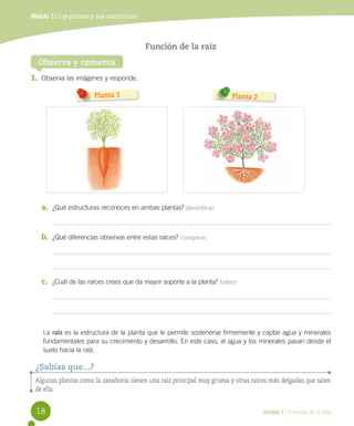 Módulo 1 / Las plantas y sus estructuras

Función de la raíz
Observa y comenta
1.	 Observa las imágenes y responde.
Planta 1

Planta 2

a.	 ¿Qué estructuras reconoces en ambas plantas? Identificar

b.	 ¿Qué diferencias observas entre estas raíces? Comparar

c.	 ¿Cuál de las raíces crees que da mayor soporte a la planta? Inferir

La raíz es la estructura de la planta que le permite sostenerse firmemente y captar agua y minerales
fundamentales para su crecimiento y desarrollo. En este caso, el agua y los minerales pasan desde el
suelo hacia la raíz.

¿Sabías que...?
Algunas plantas como la zanahoria tienen una raíz principal muy gruesa y otras raíces más delgadas que salen
de ella.

18

Unidad 1 / Ciencias de la vida

 