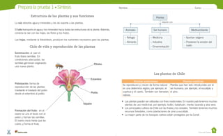 Prepara la prueba 1 • Síntesis

Nombre:

Estructura de las plantas y sus funciones

Curso:

Plantas
relación con

La raíz absorbe agua y minerales y les da soporte a las plantas.
El tallo transporta el agua y los minerales hacia todas las estructuras de la planta. Además,
conecta la raíz con las hojas, las flores y los frutos.
Las hojas, mediante la fotosíntesis, producen los nutrientes necesarios para las plantas.

Ciclo de vida y reproducción de las plantas
Germinación: al caer el
fruto libera semillas. En
condiciones adecuadas, las
semillas germinan originando
una nueva planta.

Animales

Ser humano

Medioambiente

– Refugio

– Medicina

– Aportan oxígeno

– Alimento

– Industria

– Previenen la erosión del
suelo

– Ornamentación

Pétalos

Las plantas de Chile
Estambre
Polinización: forma de
reproducción de las plantas
mediante el traslado del polen
desde el estambre al pistilo.

Pistilo

Sépalos
Formación del fruto: en el
ovario se une el óvulo con el
polen y forman las semillas.
El ovario crece hasta que las
cubre, y forma el fruto.

Plantas autóctonas
Plantas exóticas
Se reproducen y crecen de forma natural Plantas que han sido introducidas por el
en una determina región; por ejemplo, el ser humano; por ejemplo, el eucalipto y
copihue y el ciprés. También son llamadas el pino.
nativas.
•	 Las plantas pueden ser utilizadas con fines medicinales. En nuestro país tenemos muchas
plantas de uso medicinal, por ejemplo, boldo, bailahuén, menta, lavanda y aloe vera.
•	 Los principales cultivos de Chile son las frutas y los cereales. También tenemos muchos
recursos forestales, como plantaciones de pino y eucalipto.
•	 La mayor parte de los bosques nativos están protegidos por la Conaf.

Casa del Saber

 