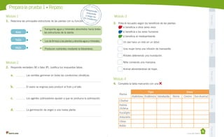 Prepara la prueba 1 • Repaso
1.	 Relaciona las principales estructuras de las plantas con su función.

Raíz

Transporta agua y minerales absorbidos hacia todas
las estructuras de la planta.

Módulo 3

Pega aquí

Módulo 1

Despr
ende,
	
respon
de 	
y pega
en 	
t u c ua
derno

3.	 Pinta el recuadro según los beneficios de las plantas:
si beneficia a otros seres vivos
si beneficia a los seres humanos 		
si beneficia al medioambiente

Les da firmeza a las plantas y absorbe agua y minerales.

Un ave hace un nido en un árbol.

Hoja

Producen nutrientes mediante la fotosíntesis.

Una mujer toma una infusión de manzanilla.

Pega aquí

Tallo

Árboles deteniendo una inundación.

Módulo 2

Niña comiendo una manzana.

2.	 Responde verdadero (V) o falso (F). Justifica tus respuestas falsas.

b.	

Las semillas germinan en todas las condiciones climáticas.

Módulo 4
El ovario se engrosa para producir el fruto y el tallo.

4.	 Completa la tabla marcando con una

Planta

d.	

Los agentes polinizadores ayudan a que se produzca la polinización.

La germinación da origen a una nueva planta.

.

Tipo
Autóctona Endémica Introducida

Zona
Norte

Centro

Sur-Austral
Pega aquí

c.	

Pega aquí

a.	

Animal alimentándose de hojas.

Chañar
Palma
chilena
Eucalipto
Araucaria
Ulmo

Casa del Saber

Pega aquí

Boldo

 