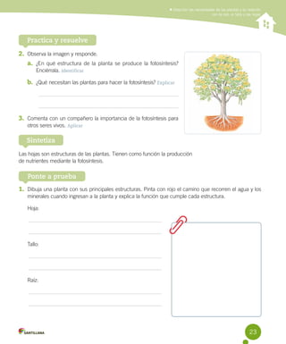 Describir las necesidades de las plantas y su relación
con la raíz, el tallo y las hojas

Practica y resuelve
2.	 Observa la imagen y responde.
a.	 ¿En qué estructura de la planta se produce la fotosíntesis?
Enciérrala. Identificar

b.	 ¿Qué necesitan las plantas para hacer la fotosíntesis? Explicar

3.	 Comenta con un compañero la importancia de la fotosíntesis para
otros seres vivos. Aplicar

Sintetiza
Las hojas son estructuras de las plantas. Tienen como función la producción
de nutrientes mediante la fotosíntesis.

Ponte a prueba
1.	 Dibuja una planta con sus principales estructuras. Pinta con rojo el camino que recorren el agua y los
minerales cuando ingresan a la planta y explica la función que cumple cada estructura.
Hoja:

Tallo:

Raíz:

23

 