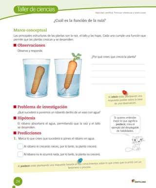 Taller de ciencias

Habilidad científica: Formular inferencias y predicciones

¿Cuál es la función de la raíz?

Marco conceptual
Las principales estructuras de las plantas son la raíz, el tallo y las hojas. Cada una cumple una función que
permite que las plantas crezcan y se desarrollen.

	Observaciones
	

Observa y responde.
¿Por qué crees que creció la planta?

	Problema de investigación
	

¿Qué sucederá si ponemos un rabanito dentro de un vaso con agua?

	Hipótesis
	

Al inferir estás planteando una
respuesta posible sobre la base
de una observación.

El rábano absorberá el agua, permitiendo que la raíz y el tallo 	
se desarrollen.

	Predicciones

Si quieres entender
mejor lo que significa
predecir, mira el
ejemplo del desplegable
de habilidades.

1.	 Marca lo que crees que sucederá si pones el rábano en agua.
Al rábano le crecerán raíces, por lo tanto, la planta crecerá.
Al rábano no le ocurrirá nada, por lo tanto, la planta no crecerá.
lo que crees que ocurrirá
basada en tus conocimientos sobre
ir estás planteando una respuesta
Al predec
fenómeno o proceso.

24

con un

 
