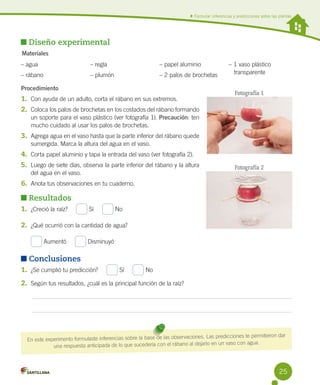Formular inferencias y predicciones sobre las plantas

Diseño experimental
Materiales
– agua                            

– regla

– papel aluminio

– rábano

– plumón

– 2 palos de brochetas

Procedimiento

1.	 Con ayuda de un adulto, corta el rábano en sus extremos.

– 1 vaso plástico	
   transparente
Fotografía 1

2.	 Coloca los palos de brochetas en los costados del rábano formando
un soporte para el vaso plástico (ver fotografía 1). Precaución: ten
mucho cuidado al usar los palos de brochetas.

3.	 Agrega agua en el vaso hasta que la parte inferior del rábano quede
sumergida. Marca la altura del agua en el vaso.

4.	 Corta papel aluminio y tapa la entrada del vaso (ver fotografía 2).
5.	 Luego de siete días, observa la parte inferior del rábano y la altura
del agua en el vaso.

Fotografía 2

6.	 Anota tus observaciones en tu cuaderno.

Resultados
1.	 ¿Creció la raíz?     

Sí     

No

2.	 ¿Qué ocurrió con la cantidad de agua?
	

Aumentó     

Disminuyó

Conclusiones
1.	 ¿Se cumplió tu predicción?     

Sí     

No

2.	 Según tus resultados, ¿cuál es la principal función de la raíz?

aciones. Las predicciones te permitieron dar
En este experimento formulaste inferencias sobre la base de las observ
en un vaso con agua.
una respuesta anticipada de lo que sucedería con el rábano al dejarlo

25

 