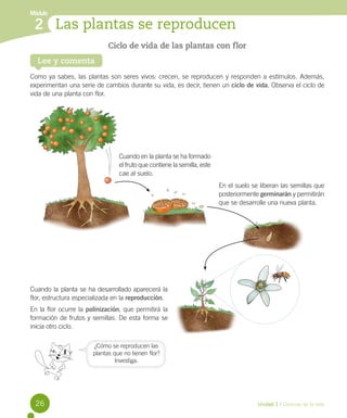 Módulo

2 Las plantas se reproducen
Ciclo de vida de las plantas con flor
Lee y comenta

Como ya sabes, las plantas son seres vivos: crecen, se reproducen y responden a estímulos. Además,
experimentan una serie de cambios durante su vida, es decir, tienen un ciclo de vida. Observa el ciclo de
vida de una planta con flor.

Cuando en la planta se ha formado
el fruto que contiene la semilla, este
cae al suelo.
En el suelo se liberan las semillas que
posteriormente germinarán y permitirán
que se desarrolle una nueva planta.

Cuando la planta se ha desarrollado aparecerá la
flor, estructura especializada en la reproducción.
En la flor ocurre la polinización, que permitirá la
formación de frutos y semillas. De esta forma se
inicia otro ciclo.
¿Cómo se reproducen las
plantas que no tienen flor?
Investiga.

26

Unidad 1 / Ciencias de la vida

 