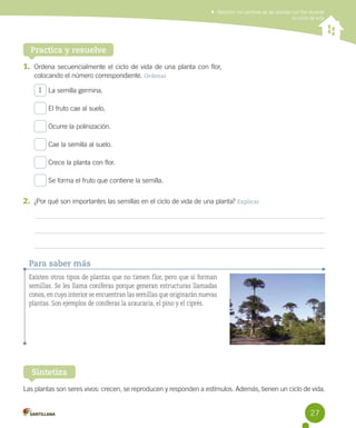 Describir los cambios de las plantas con flor durante
su ciclo de vida

Practica y resuelve
1. Ordena secuencialmente el ciclo de vida de una planta con flor,
colocando el número correspondiente. Ordenar
1 La semilla germina.
El fruto cae al suelo.
Ocurre la polinización.
Cae la semilla al suelo.
Crece la planta con flor.
Se forma el fruto que contiene la semilla.

2. ¿Por qué son importantes las semillas en el ciclo de vida de una planta? Explicar

Para saber más
Existen otros tipos de plantas que no tienen flor, pero que sí forman
semillas. Se les llama coníferas porque generan estructuras llamadas
conos, en cuyo interior se encuentran las semillas que originarán nuevas
plantas. Son ejemplos de coníferas la araucaria, el pino y el ciprés.

Sintetiza
Las plantas son seres vivos: crecen, se reproducen y responden a estímulos. Además, tienen un ciclo de vida.

27

 