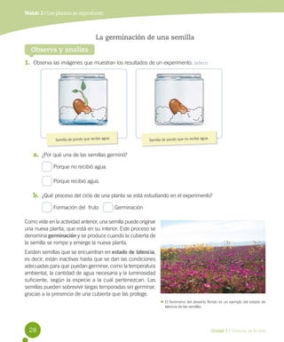 Módulo 2 / Las plantas se reproducen

La germinación de una semilla
Observa y analiza
1.	 Observa las imágenes que muestran los resultados de un experimento. Inferir

Semilla de poroto que recibe agua.

.
Semilla de poroto que no recibe agua

a.	 ¿Por qué una de las semillas germinó?
Porque no recibió agua.
Porque recibió agua.

b.	 ¿Qué proceso del ciclo de una planta se está estudiando en el experimento?
Formación del  fruto	

Germinación

Como viste en la actividad anterior, una semilla puede originar
una nueva planta, que está en su interior. Este proceso se
denomina germinación y se produce cuando la cubierta de
la semilla se rompe y emerge la nueva planta.
Existen semillas que se encuentran en estado de latencia,
es decir, están inactivas hasta que se dan las condiciones
adecuadas para que puedan germinar, como la temperatura
ambiental, la cantidad de agua necesaria y la luminosidad
suficiente, según la especie a la cual pertenezcan. Las
semillas pueden sobrevivir largas temporadas sin germinar,
gracias a la presencia de una cubierta que las protege.
El fenómeno del desierto florido es un ejemplo del estado de
latencia de las semillas.

28

Unidad 1 / Ciencias de la vida

 