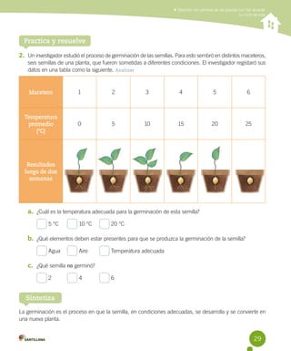 Describir los cambios de las plantas con flor durante
su ciclo de vida

Practica y resuelve
2.	 Un investigador estudió el proceso de germinación de las semillas. Para esto sembró en distintos maceteros,
seis semillas de una planta, que fueron sometidas a diferentes condiciones. El investigador registaró sus
datos en una tabla como la siguiente. Analizar

Macetero

1

2

3

4

5

6

Temperatura
promedio
(ºC)

0

5

10

15

20

25

Resultados
luego de dos
semanas

a.	 ¿Cuál es la temperatura adecuada para la germinación de esta semilla?
5 °C	

10 °C	

20 °C

b.	 ¿Qué elementos deben estar presentes para que se produzca la germinación de la semilla?
Agua	

Aire	

Temperatura adecuada

c.	 ¿Qué semilla no germinó?
2	

4		

6

Sintetiza
La germinación es el proceso en que la semilla, en condiciones adecuadas, se desarrolla y se convierte en
una nueva planta.

29

 