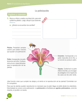 Módulo 2 / Las plantas se reproducen

La polinización
Explora y comenta
1.	 Busca un lilium y realiza una disección; para esto
quítale los pétalos. Luego, dibuja lo que observas.
Observar

a.	 ¿Dónde se encuentran las semillas?

Pétalos. Presentan variados
colores para atraer insectos
que ayudan a la polinización.

Pistilo. Corresponde a la parte
femenina de la flor. Contiene
estructuras especializadas
para la reproducción de las
plantas.

Estambre. Corresponde a la
parte masculina de la flor, y
su función es producir polen.

Sépalos. Conforman la parte
inferior de la flor, y se encargan
de protegerla. En la mayoría de
los casos son de color verde.

¿Qué función crees que cumplen las abejas y el viento en la reproducción de las plantas? Coméntalo con	
un compañero.
Para que las plantas puedan reproducirse es necesario que el polen llegue al pistilo desde los estambres.
Este traslado se conoce como polinización. La polinización es facilitada por agentes polinizadores, como los
insectos, el picaflor o el viento.

30

Unidad 1 / Ciencias de la vida

 