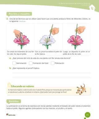 Describir los cambios de las plantas con flor durante
su ciclo de vida

Practica y resuelve
2.	 Una de las técnicas que se utilizan para hacer que una planta produzca flores de diferentes colores, es
la siguiente: Analizar

Se cortan los estambres de una flor Con un pincel se extrae el polen de Luego, se deposita el polen en el
de color. Se deja el pistilo.
la flor blanca.
pistilo de la flor de color.

a.	 ¿Qué proceso del ciclo de vida de una planta con flor simula esta técnica?
Germinación     

Formación del fruto     

Polinización

b.	 ¿Qué representa el pincel? Explica.

Educando en valores
Es importante respetar a todos los seres vivos. Cuida las flores, porque son necesarias para que las plantas
se reproduzcan y, además, embellecen el ambiente. ¿Qué puedes hacer para proteger las flores?

Sintetiza
La polinización es la forma de reproducción de las plantas mediante el traslado del polen desde el estambre
hasta el pistilo. Algunos agentes polinizadores son los insectos, el picaflor y el viento.

31

 