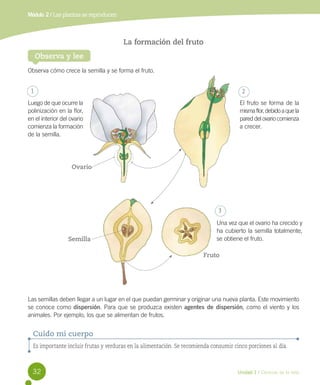 Módulo 2 / Las plantas se reproducen

La formación del fruto
Observa y lee
Observa cómo crece la semilla y se forma el fruto.
1

2

Luego de que ocurre la
polinización en la flor,
en el interior del ovario
comienza la formación
de la semilla.

El fruto se forma de la
misma flor, debido a que la
pared del ovario comienza
a crecer.

Ovario

3

Semilla

Una vez que el ovario ha crecido y
ha cubierto la semilla totalmente,
se obtiene el fruto.
Fruto

Las semillas deben llegar a un lugar en el que puedan germinar y originar una nueva planta. Este movimiento
se conoce como dispersión. Para que se produzca existen agentes de dispersión, como el viento y los
animales. Por ejemplo, los que se alimentan de frutos.

Cuido mi cuerpo
Es importante incluir frutas y verduras en la alimentación. Se recomienda consumir cinco porciones al día.

32

Unidad 1 / Ciencias de la vida

 
