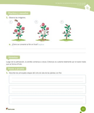 Describir los cambios de las plantas con flor durante
su ciclo de vida

Practica y resuelve
1.	 Observa las imágenes.
1

2

3

a.	 ¿Cómo se convierte la flor en fruto? Explicar

Sintetiza
Luego de la polinización, la semilla comienza a crecer. Entonces es cubierta totalmente por el ovario hasta
que se forma el fruto.

Ponte a prueba
1.	 Describe las principales etapas del ciclo de vida de las plantas con flor.

33

 