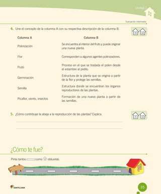 Unidad 1

Evaluación intermedia

4.	 Une el concepto de la columna A con su respectiva descripción de la columna B.
Columna A

Columna B

Polinización

Se encuentra al interior del fruto y puede originar
una nueva planta.

Flor

Corresponden a algunos agentes polinizadores.

Fruto

Proceso en el que se traslada el polen desde
el estambre al pistilo.

Germinación

Estructura de la planta que se origina a partir
de la flor y protege las semillas.

Semilla

Estructura donde se encuentran los órganos
reproductores de las plantas.

Picaflor, viento, insectos

Formación de una nueva planta a partir de	
las semillas.

5.	 ¿Cómo contribuye la abeja a la reproducción de las plantas? Explica.

¿Cómo te fue?
Pinta tantos           como

obtuviste.

35

 