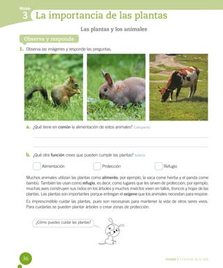 Módulo

3 La importancia de las plantas
Las plantas y los animales
Observa y responde

1.	 Observa las imágenes y responde las preguntas.

a.	 ¿Qué tiene en común la alimentación de estos animales? Comparar

b.	 ¿Qué otra función crees que pueden cumplir las plantas? Inferir
Alimentación	 	

	

Protección	

	

	

Refugio

Muchos animales utilizan las plantas como alimento; por ejemplo, la vaca come hierba y el panda come
bambú. También las usan como refugio, es decir, como lugares que les sirven de protección; por ejemplo,
muchas aves construyen sus nidos en los árboles y muchos insectos viven en tallos, troncos y hojas de las
plantas. Las plantas son importantes porque entregan el oxígeno que los animales necesitan para respirar.
Es imprescindible cuidar las plantas, pues son necesarias para mantener la vida de otros seres vivos.
Para cuidarlas se pueden plantar árboles o crear zonas de protección.

¿Cómo puedes cuidar las plantas?

36

Unidad 1 / Ciencias de la vida

 