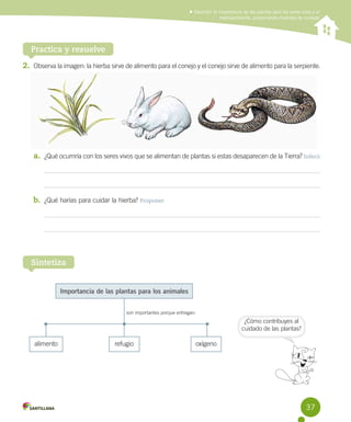 Describir la importancia de las plantas para los seres vivos y el
medioambiente, proponiendo medidas de cuidado

Practica y resuelve
2.	 Observa la imagen: la hierba sirve de alimento para el conejo y el conejo sirve de alimento para la serpiente.

a.	 ¿Qué ocurriría con los seres vivos que se alimentan de plantas si estas desaparecen de la Tierra? Inferir

b.	 ¿Qué harías para cuidar la hierba? Proponer

Sintetiza
Importancia de las plantas para los animales
son importantes porque entregan:

¿Cómo contribuyes al
cuidado de las plantas?

alimento

refugio

oxígeno

37

 