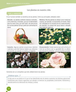 Módulo 3 / La importancia de las plantas

Las plantas en nuestra vida
Lee y comenta
El ser humano también se beneficia de las plantas. Entre sus principales utilidades están:
Alimento. Las plantas contienen diversos nutrientes,
como vitaminas y minerales, que son fundamentales
para los seres vivos; por esta razón, las estructuras
de muchas plantas forman parte de la alimentación
diaria.

Medicina. Muchas plantas se utilizan como medicinas
caseras; por ejemplo, la manzanilla y la menta. Otras
son utilizadas en la industria de los medicamentos,
por ejemplo, la corteza del sauce blanco utilizada
para elaborar aspirina.

Industria. Algunas plantas proporcionan distintos
materiales y permiten fabricar objetos que utilizamos
diariamente; por ejemplo, la madera y el algodón.

Ornamentación. Existen plantas que, por su forma, el
color de sus flores o por su agradable olor, se utilizan
para decorar los ambientes, como la orquídea y el clavel.

Comenta con un compañero qué otra utilidad tienen las plantas.

¿Sabías que...?
El aloe vera es una planta en la que se han identificado más de setenta sustancias con distintas aplicaciones
beneficiosas para nuestro organismo; por ejemplo, se destacan las propiedades cicatrizantes, hidratantes y
desinfectantes en la fabricación de champú y cremas.

38

Unidad 1 / Ciencias de la vida

 