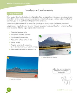 Módulo 3 / La importancia de las plantas

Las plantas y el medioambiente
Lee y comenta
Como ya aprendiste, las plantas tienen múltiples beneficios tanto para los animales como para las personas.
Así también, son importantes para el medioambiente, principalmente porque producen oxígeno mediante la
fotosíntesis, que es un gas fundamental para muchos seres vivos.
Las plantas también permiten la conservación del suelo, pues con sus raíces lo protegen de la erosión.
Las plantas son importantes para los seres vivos, por lo que es necesario protegerlas y conservarlas. Para
cuidar las plantas debemos seguir algunas recomendaciones:

Wikimedia Commons

•	 No arrojar basura al suelo.
•	 Prevenir los incendios forestales.
•	 No cortar las flores y ramas.
•	 No quitar la corteza de los árboles.
•	 Plantar árboles.
•	 Respetar las zonas de protección, 	
como las reservas y los parques nacionales.
•	 Participar en campañas de reforestación.

Reserva Nacional Los Flamencos.

¿Qué otras recomendaciones
entregarías para proteger a
las plantas?

Parque Nacional Llauca.

40

Unidad 1 / Ciencias de la vida

 