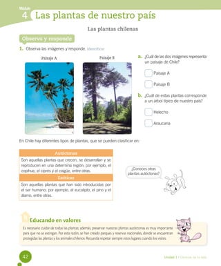 Módulo

4 Las plantas de nuestro país
Las plantas chilenas

Observa y responde
1.	 Observa las imágenes y responde. Identificar
Paisaje B

Paisaje A

a.	 ¿Cuál de las dos imágenes representa
un paisaje de Chile?
Paisaje A	

	

	

Paisaje B

b.	 ¿Cuál de estas plantas corresponde
a un árbol típico de nuestro país?
Helecho	

	

	

Araucaria

En Chile hay diferentes tipos de plantas, que se pueden clasificar en:
Autóctonas
Son aquellas plantas que crecen, se desarrollan y se
reproducen en una determina región; por ejemplo, el
copihue, el ciprés y el coigüe, entre otras.
Exóticas

¿Conoces otras
plantas autóctonas?

Son aquellas plantas que han sido introducidas por
el ser humano; por ejemplo, el eucalipto, el pino y el
álamo, entre otras.

Educando en valores
Es necesario cuidar de todas las plantas; además, preservar nuestras plantas autóctonas es muy importante
para que no se extingan. Por esta razón, se han creado parques y reservas nacionales, donde se encuentran
protegidas las plantas y los animales chilenos. Recuerda respetar siempre estos lugares cuando los visites.

42

Unidad 1 / Ciencias de la vida

 