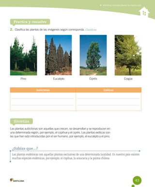 Identificar distintas plantas de nuestro país

Practica y resuelve
2.	 Clasifica las plantas de las imágenes según corresponda. Clasificar

Pino

Eucalipto

Autóctonas

Ciprés

Coigüe

Exóticas

Sintetiza
Las plantas autóctonas son aquellas que crecen, se desarrollan y se reproducen en
una determinada región, por ejemplo, el copihue y el ciprés. Las plantas exóticas son
las que han sido introducidas por el ser humano, por ejemplo, el eucalipto y el pino.

¿Sabías que...?
Las plantas endémicas son aquellas plantas exclusivas de una determinada localidad. En nuestro país existen
muchas especies endémicas, por ejemplo, el copihue, la araucaria y la palma chilena.

43

 