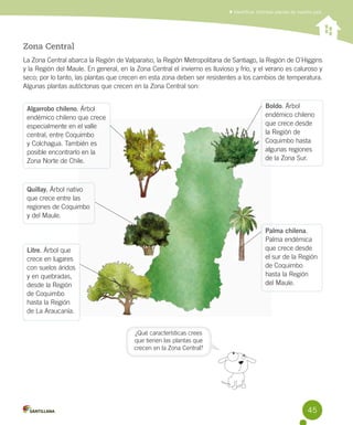Identificar distintas plantas de nuestro país

Zona Central
La Zona Central abarca la Región de Valparaíso, la Región Metropolitana de Santiago, la Región de O´Higgins
y la Región del Maule. En general, en la Zona Central el invierno es lluvioso y frío, y el verano es caluroso y
seco; por lo tanto, las plantas que crecen en esta zona deben ser resistentes a los cambios de temperatura.
Algunas plantas autóctonas que crecen en la Zona Central son:
Boldo. Árbol
endémico chileno
que crece desde
la Región de
Coquimbo hasta
algunas regiones
de la Zona Sur.

Algarrobo chileno. Árbol
endémico chileno que crece
especialmente en el valle
central, entre Coquimbo
y Colchagua. También es
posible encontrarlo en la
Zona Norte de Chile.

Quillay. Árbol nativo
que crece entre las
regiones de Coquimbo
y del Maule.
Palma chilena.
Palma endémica
que crece desde
el sur de la Región
de Coquimbo
hasta la Región 	
del Maule.

Litre. Árbol que
crece en lugares
con suelos áridos
y en quebradas,
desde la Región
de Coquimbo
hasta la Región
de La Araucanía.
¿Qué características crees
que tienen las plantas que
crecen en la Zona Central?

45

 